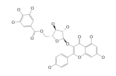 5,7-DIHYDROXY-2-(4-HYDROXYPHENYL)-4-OXO-4-H-CHROMEN-3-YL-5-O-ALPHA-L-(3,4,5-TRIHYDROXYBENZOYL)-ARABINOFURANOSIDE