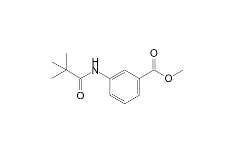 m-pivalamidobenzoic acid, methyl ester