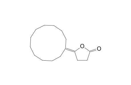 .gamma.Cyclododecylidene .gamma.butyrolactone