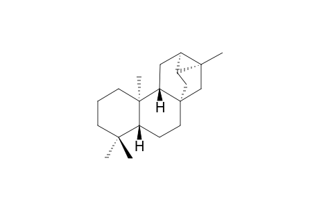 TRACHYLOBAN