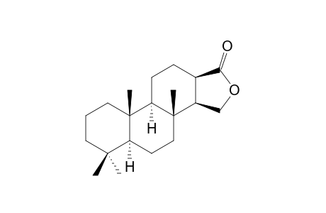 SPONGIAN-16-ONE