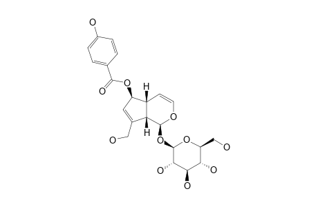 DERWENTIOSIDE-B;6-O-PARA-HYDROXY-BENZOYL-AUCUBIN