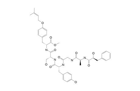 CONOIDEOCRELLIDE_C