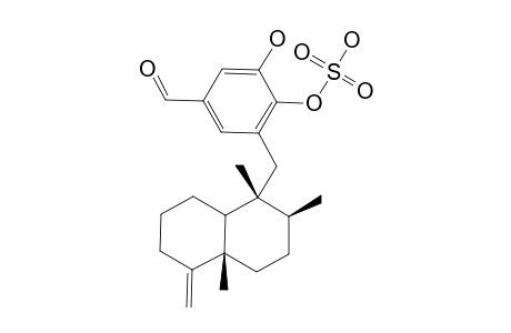 SIPHONODICTYAL_G