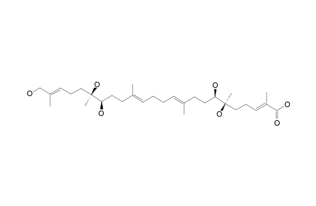 CONCENTRICOL-B