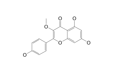 ISOKAEMPFERIDE