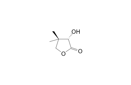 L-2,4-dihydroxy-3,3-dimethylbutyric acid, gamma-lactone