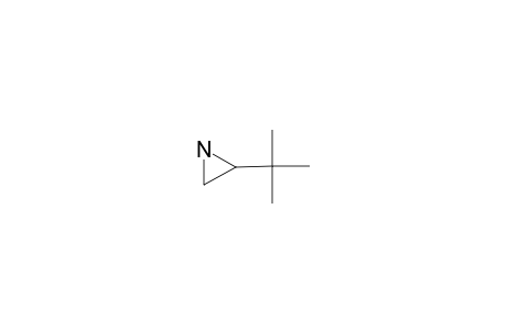 2-tert-BUTYLAZIRIDINE