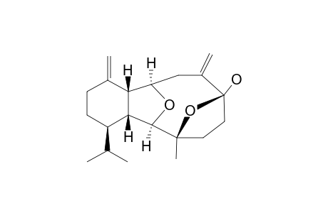 PACHYCLADIN_D