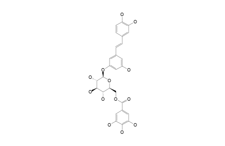 (E)-3,5,3',4'-TETRAHYDROXYSTILBENE-3-O-BETA-D-(6-O-GALLOYL)-GLUCOPYRANOSIDE