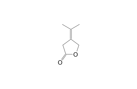 4-(1-METHYLETHYLIDENE)-TETRAHYDRO-FURAN-2-ONE