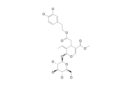 OLEUROPEAN