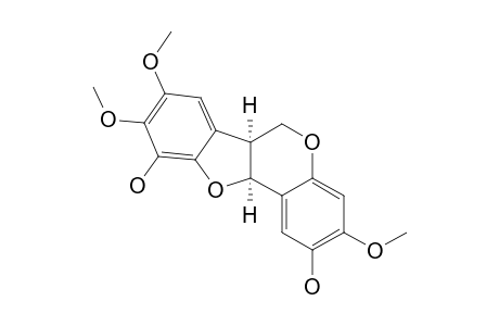 BRANDISIANIN_F