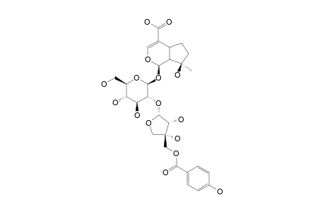 INERMINOSIDE-D;2'-O-[5''-O-(PARA-HYDROXY-BENZOYL)-BETA-D-APOIFURANOSYL]-MUSSAENOSIDIC-ACID