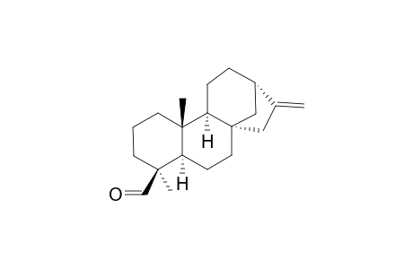 KAUR-16-EN-19-AL