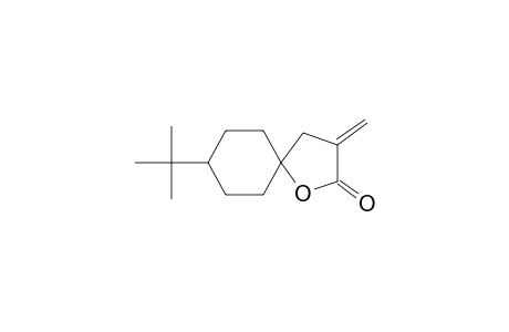 cis-8-tert.-Butyl-3-methylen-1-oxaspiro-[4.5]-decan-2-on