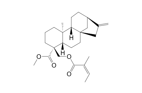 ENT-18-ANGELOYLOXYKAUR-16-EN-19-OIC-ACID-METHYLESTER