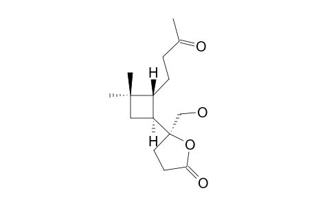 RUMPHELLAONE-C