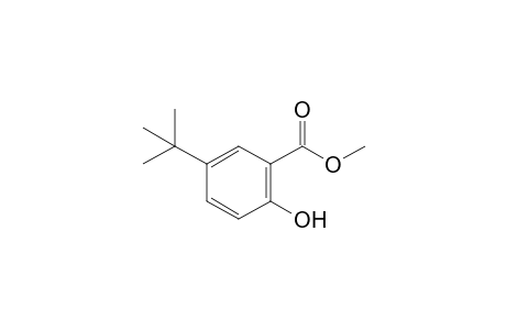 5-tert-butylsalicylic acid, methyl ester