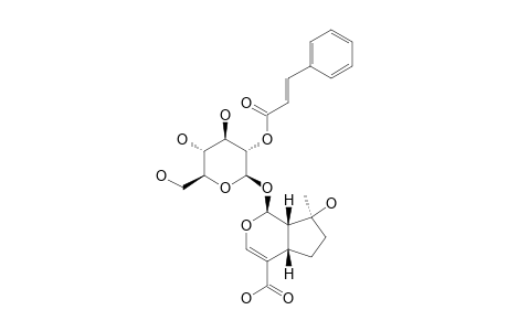 2'-O-CINNAMOYL-MUSSAENOSIDIC_ACID