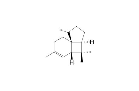 ITALICEN