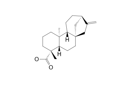 KAURENOIC-ACID