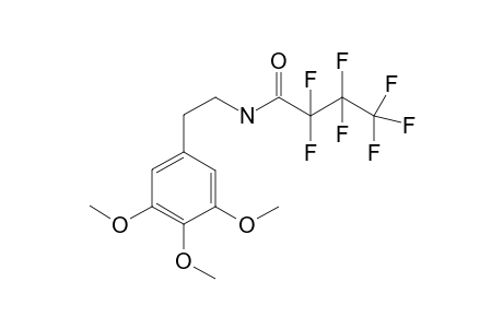 Mescaline HFB