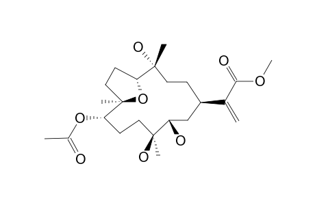 DENDRONPHOLIDE_M