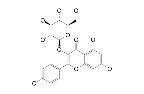 Astragalin