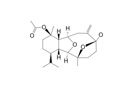 PACHYCLADIN_E