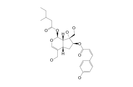 LUZONOID-F