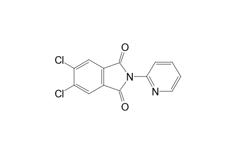 5,6-Dichloro-2-(pyridin-2-yl)isoindoline-1,3-dione