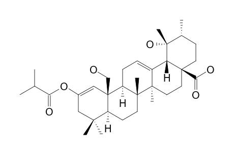 ALPINIC-ACID;2-ISOBUTYRYL-19-ALPHA,25-DIHYDROXY-URS-1,12-DIEN-28-OIC-ACID