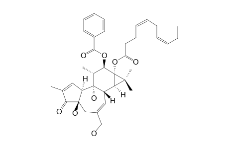 STELLERACIN_B