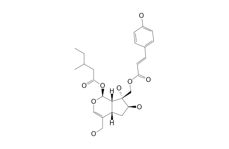 LUZONOID-G