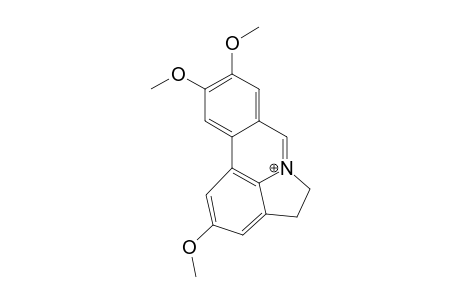 TORTUOSINE