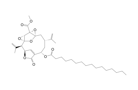 LIPIDYL_PSEUDOPTERANE_F