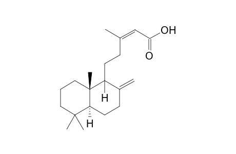 labda-8(17),13Z-dien-15-oic acid