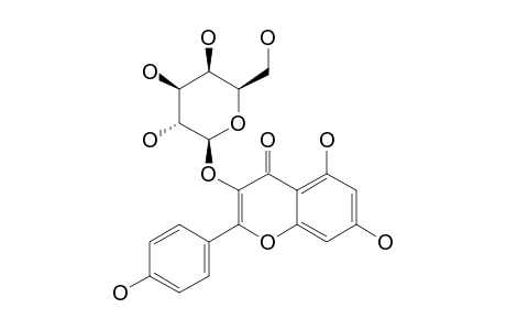 KAEMPFEROL-3-O-BETA-D-GALACTOPYRANOSIDE