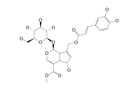 10-O-CAFFEOYL-ACETYL-CLAPHYLLOSIDE