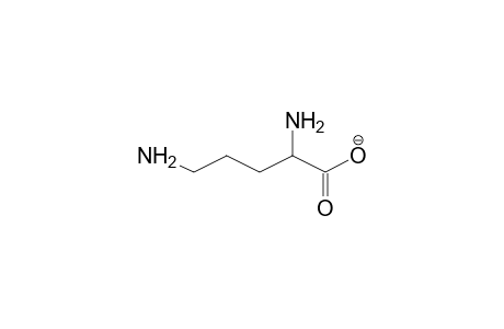 ALPHA,DELTA-DIAMINOPENTANOIC ACID, IONIZED