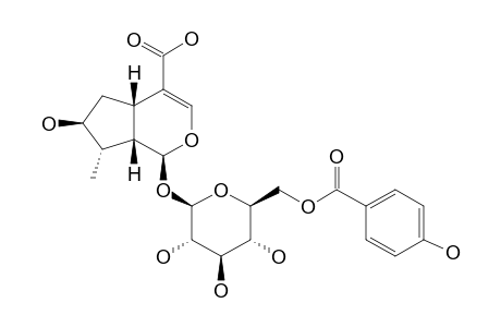 AQUATICOSIDE-B;6'-O-PARA-HYDROXYBENZOYL-8-EPILOGANIC-ACID