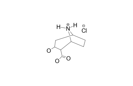 NOR-ECGONINE-HYDROCHLORIDE