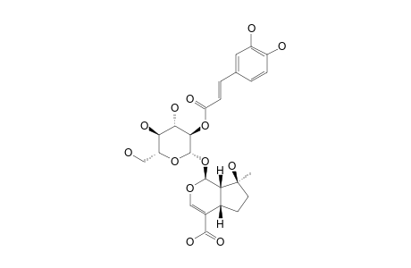 2'-CAFFEOYL-MUSSAENOSIDIC-ACID