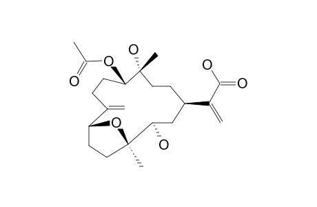 DENDRONPHOLIDE_R