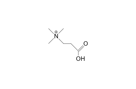 B-Alanine-betaine cation