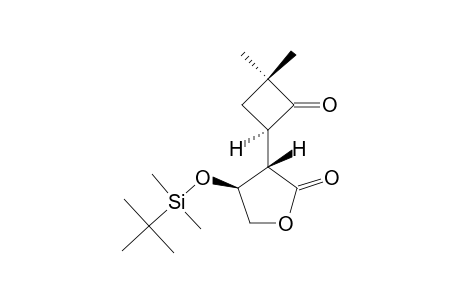 (3S,4S)-4-(TERT.-BUTYLDIMETHYLSILYLOXY)-3-[(1R)-3,3-DIMETHYL-2-OXOCYCLOBUTYL]-4,5-DHYDROFURAN-2(3H)-ONE