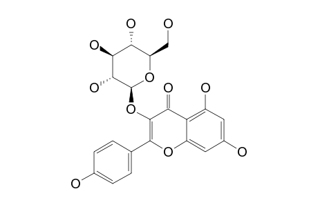 Astragalin