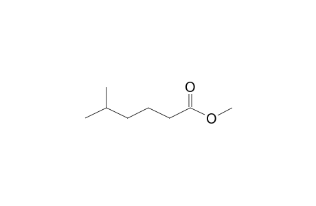 Hexanoic acid, 5-methyl-, methyl ester