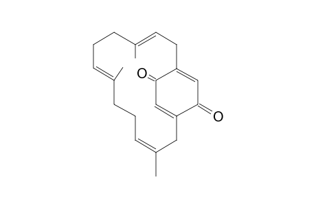 LONGITHORONE_C